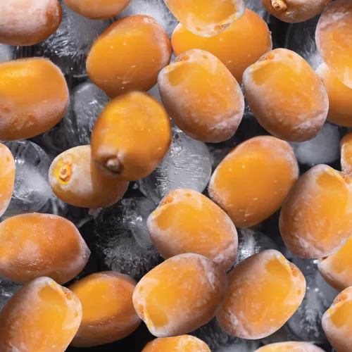 Frozen Rotana Rutab Dates - 800 grams box - Image 4